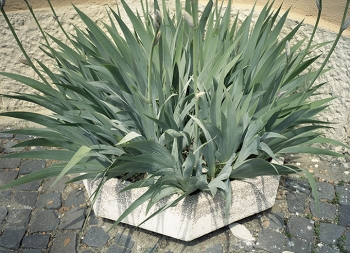 http://www.galeria-sabot.ro/files/gimgs/th-71_botis4.jpg